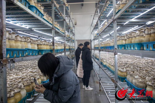 青岛西海岸新区打造农产品区域公用品牌，全国媒体采风活动启幕