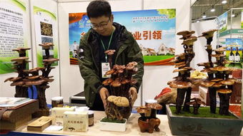 青岛品牌农产品引爆消费热潮 从十元韭菜到千元灵芝，尽显品牌魅力与市场活力