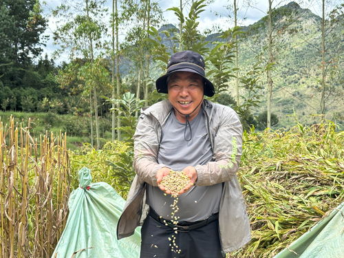 罗平钟山乡 薏香飘满红色热土，产业振兴绘丰景